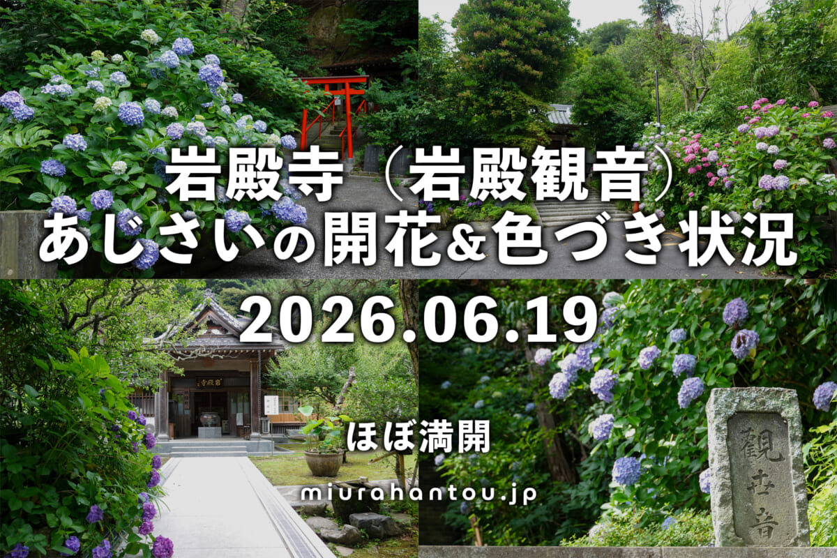 岩殿寺（岩殿観音）のあじさい・開花＆色づき状況（撮影日：2026.06.19）