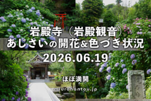 岩殿寺（岩殿観音）のあじさい・開花＆色づき状況（撮影日：2026.06.19）