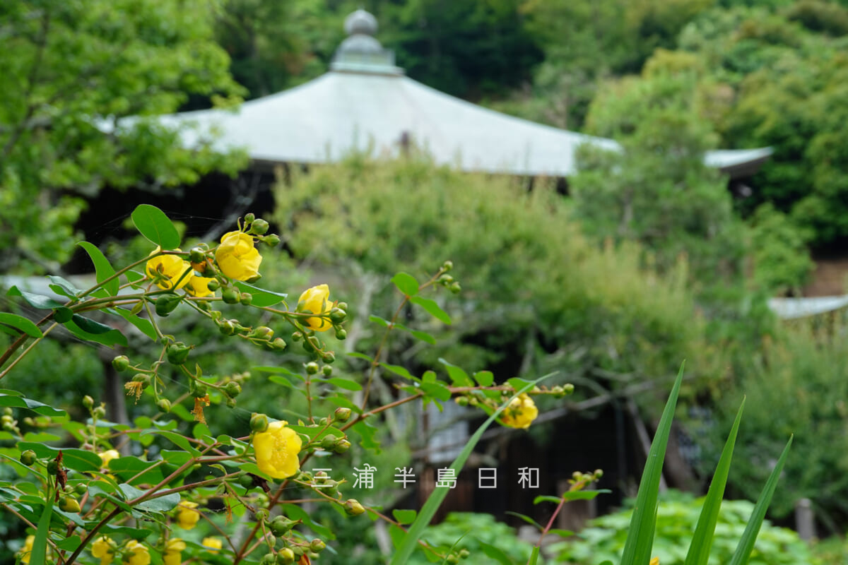 瑞泉寺・本堂前庭園で咲くキンシバイ(金糸梅)(撮影日:2026.06.24)