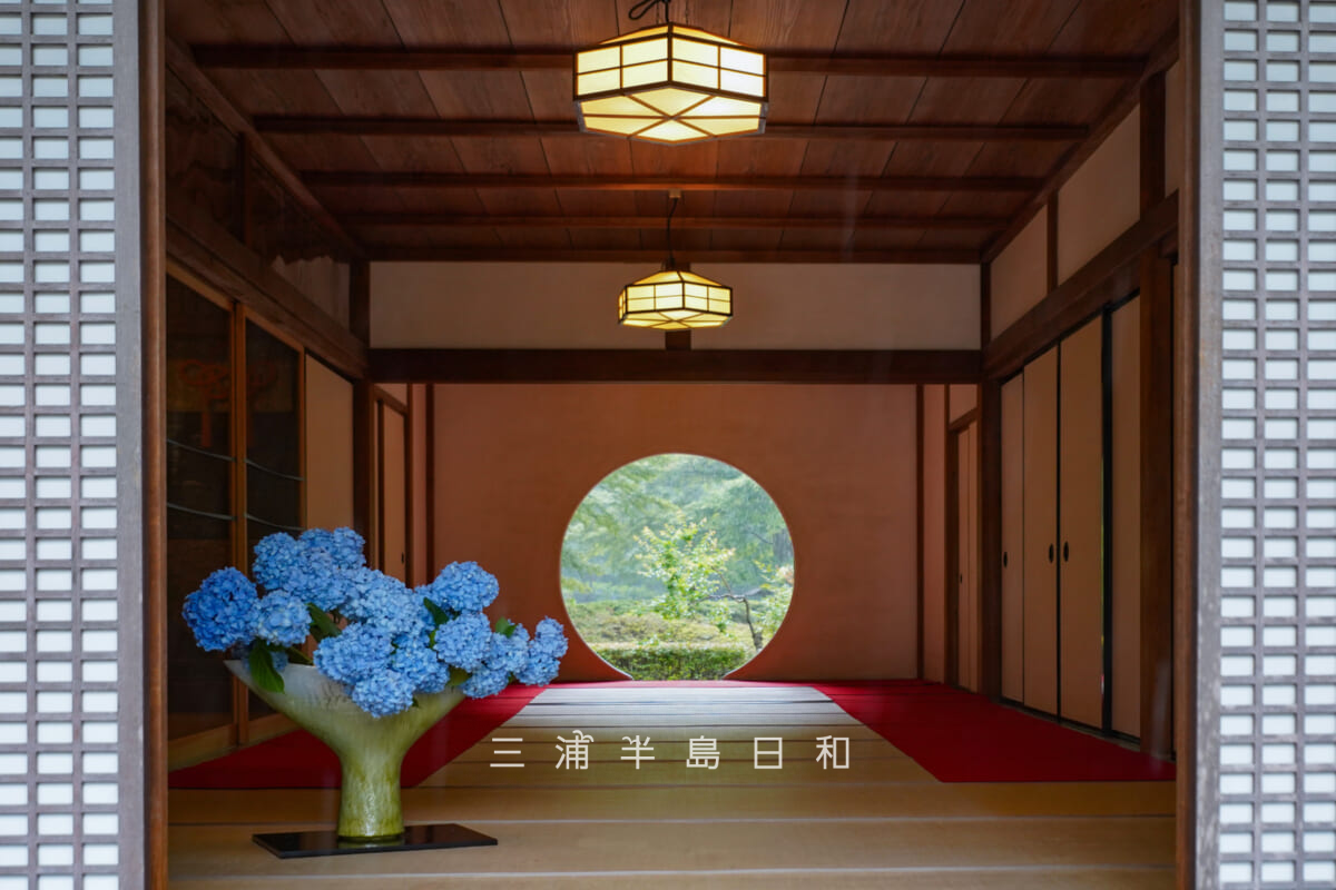 明月院・悟りの窓(あじさいVer.)(撮影日:2026.06.12)