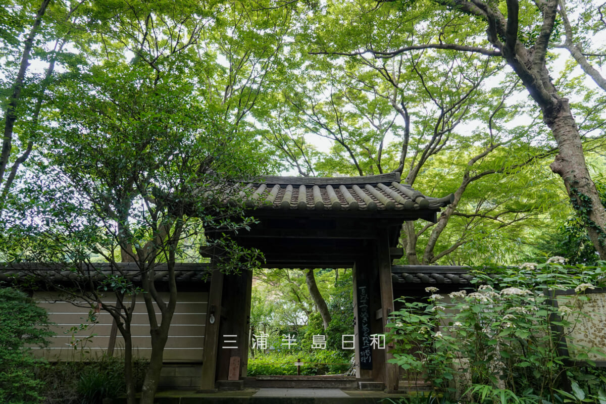 瑞泉寺・初夏の山門(撮影日:2026.06.24)