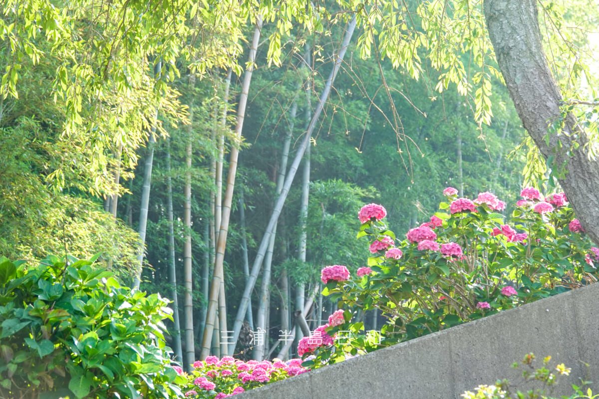 妙音寺・参道沿いのあじさいと竹林(撮影日:2026.06.13)