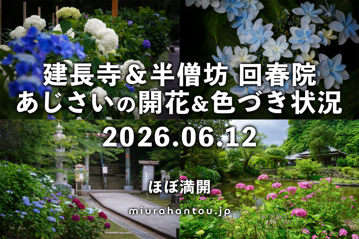 建長寺のあじさい・開花＆色づき状況（撮影日：2026.06.12）