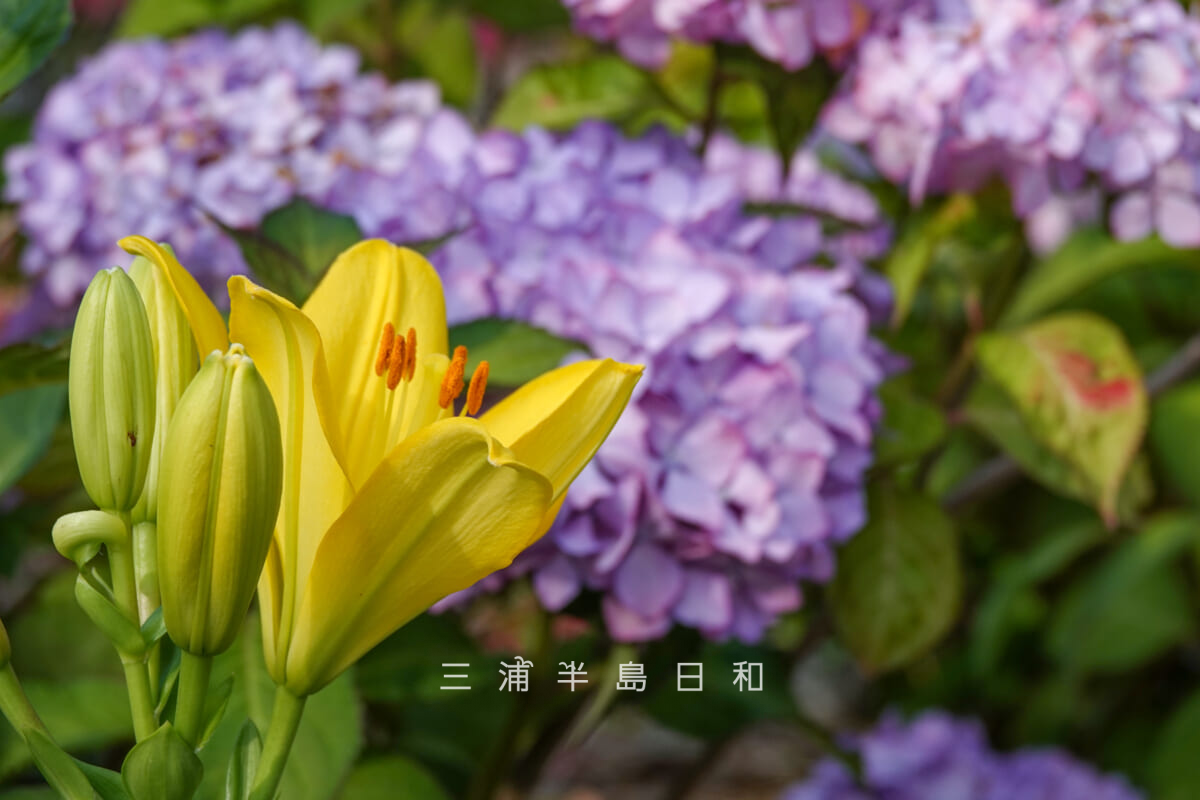 妙音寺・黄色い大型のユリ(撮影日:2026.06.06)