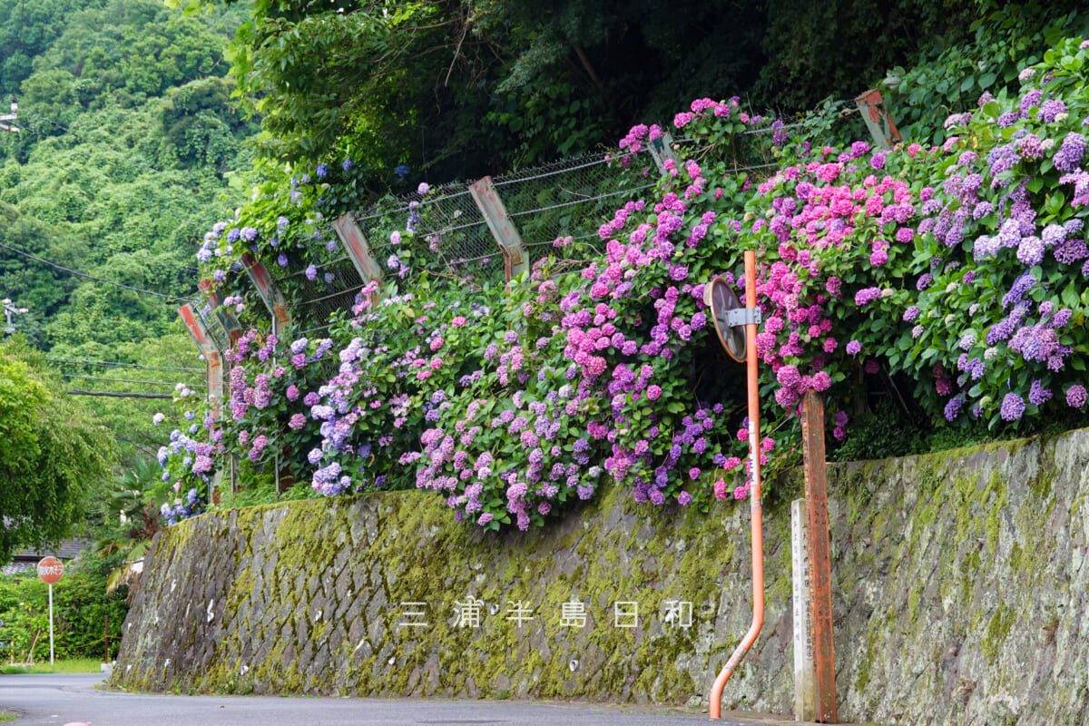 紅葉ヶ谷のあじさい並木（撮影日：2026.06.24）