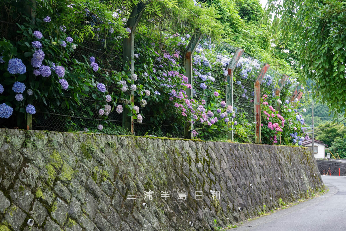紅葉ヶ谷のあじさい並木を瑞泉寺側から望む（撮影日：2026.06.24）