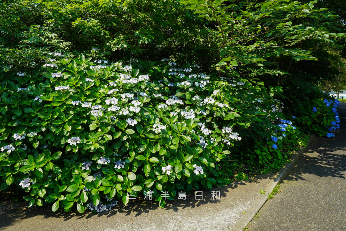 横須賀美術館・園路のガクアジサイ(撮影日:2026.06.12)