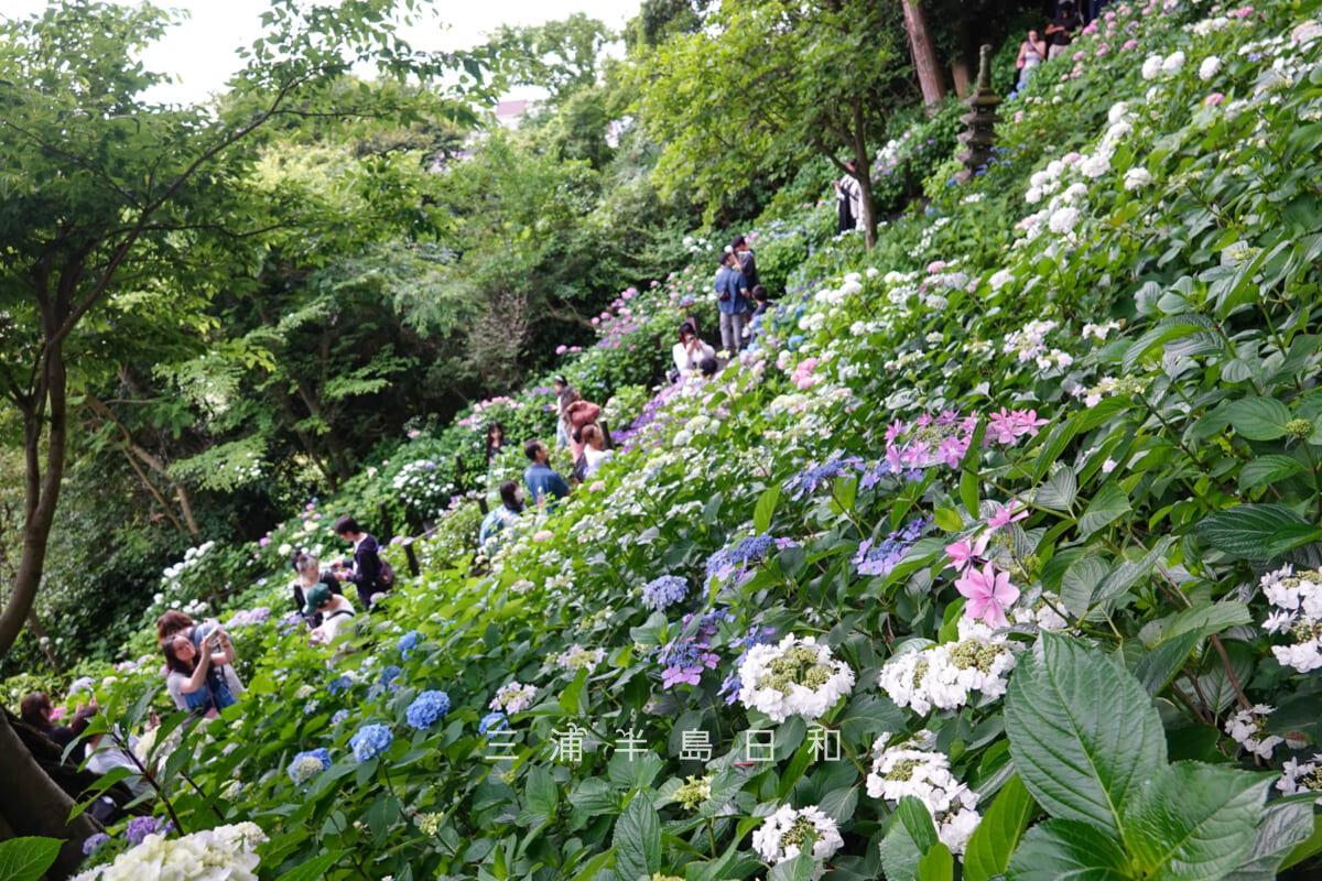 長谷寺-あじさい路・散策路の上部より見下ろす（撮影日：2026.06.04）