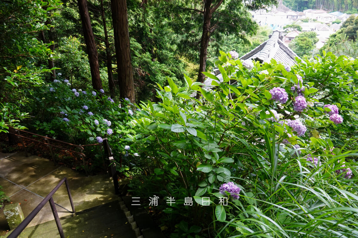 岩殿寺(岩殿観音)・参道上段のあじさい(撮影日:2026.06.19)