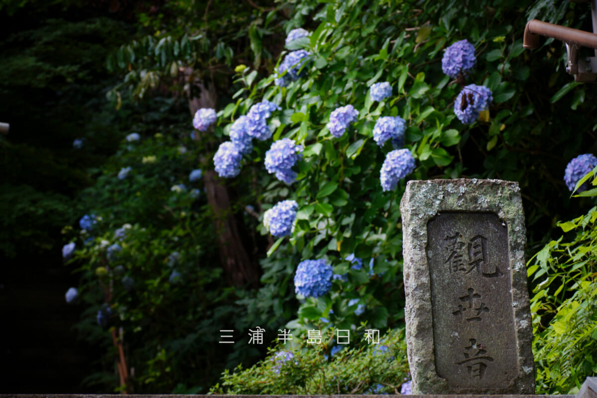 岩殿寺（岩殿観音）・観世音の標石とあじさい（撮影日：2026.06.19）