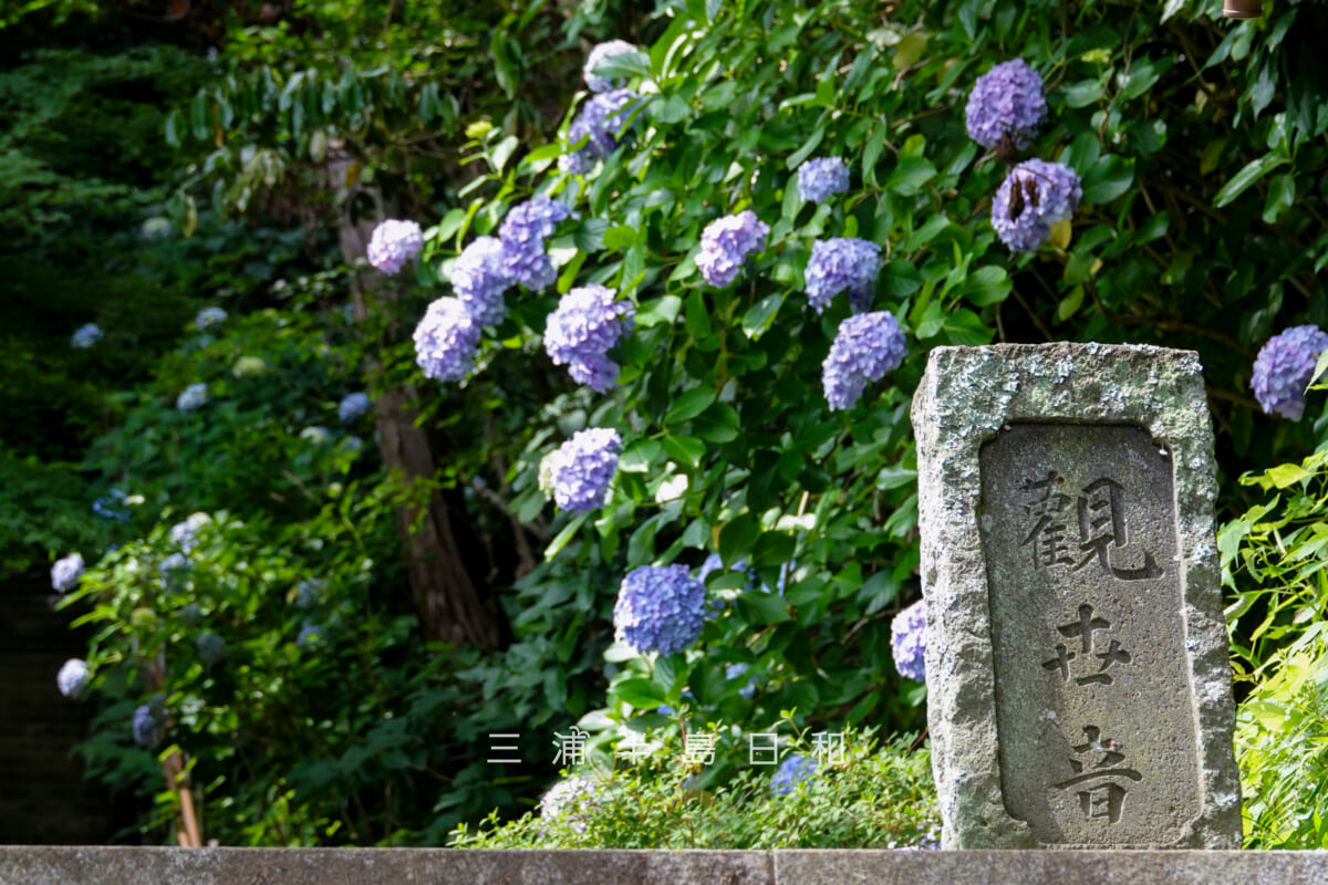 岩殿寺(岩殿観音)・観世音の標石と参道中段のあじさい(撮影日:2026.06.19)