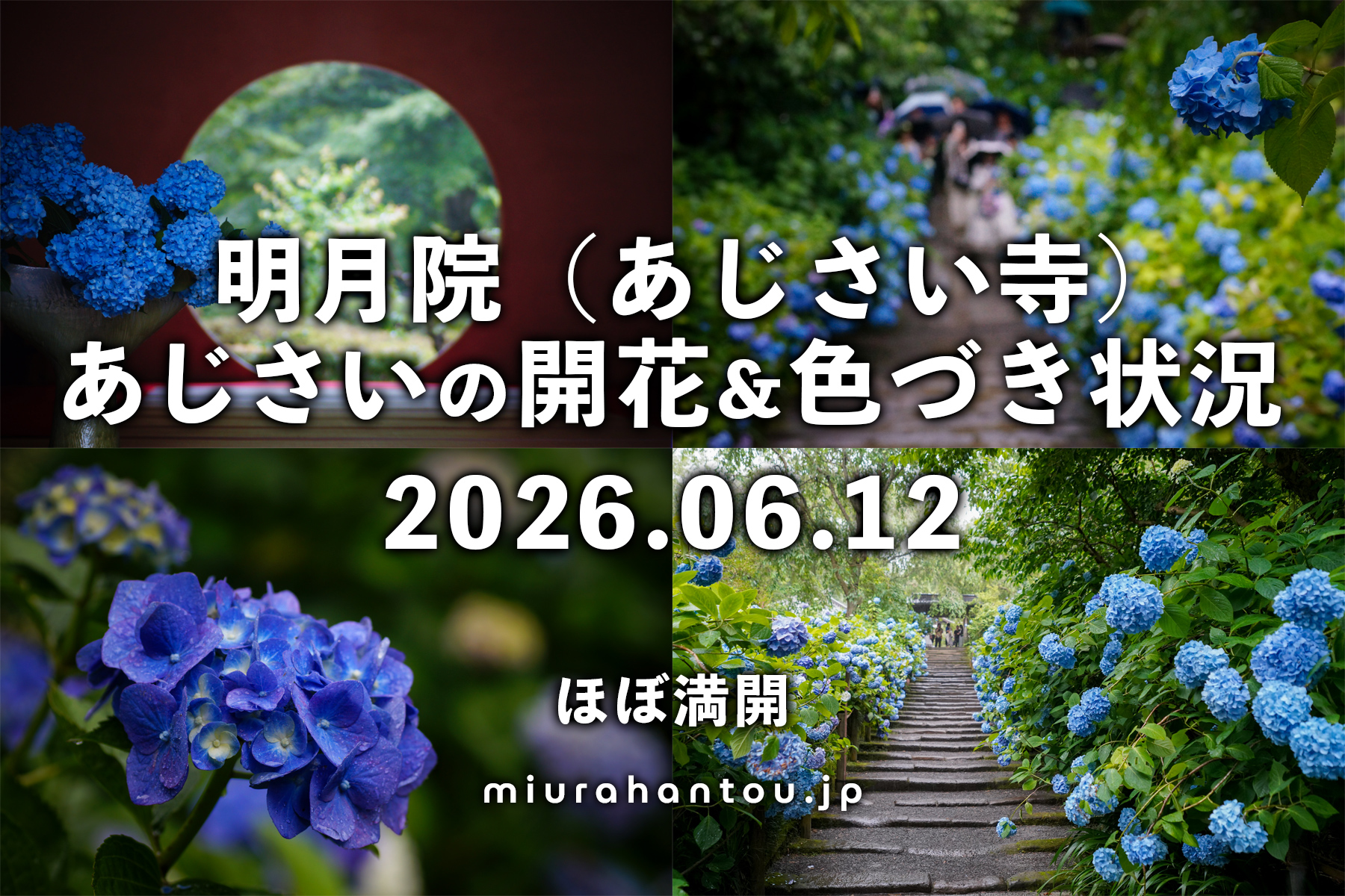 明月院のあじさい・開花＆色づき状況（撮影日：2026.06.12）