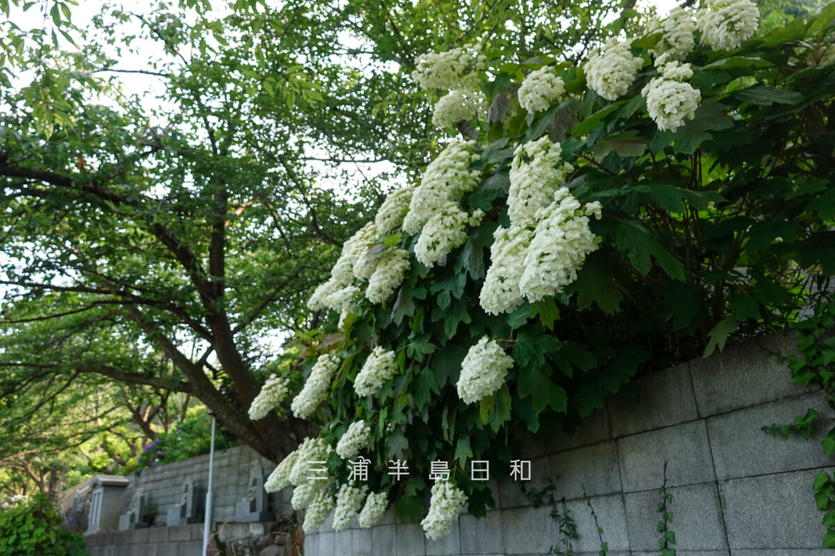 妙音寺・参道沿いのカシワバアジサイ(撮影日:2026.06.13)