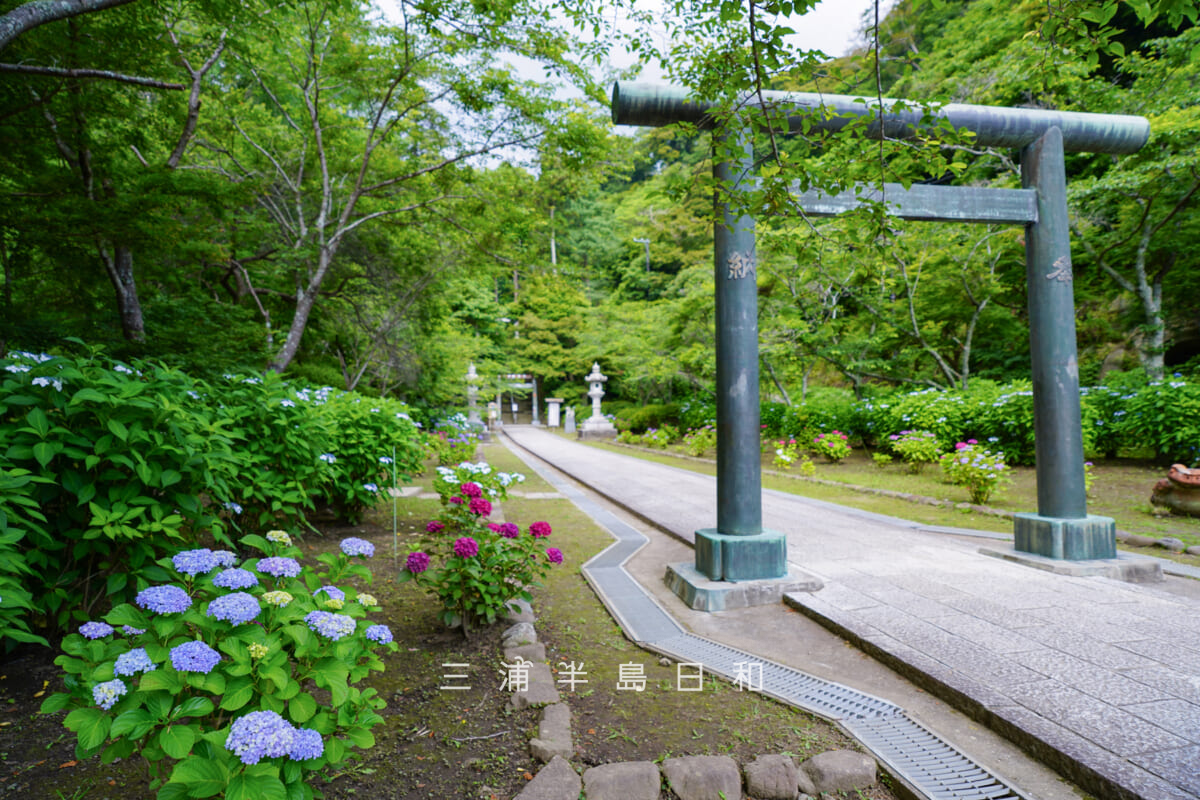 建長寺-半僧坊・参道のあじさい並木(撮影日:2026.06.12)