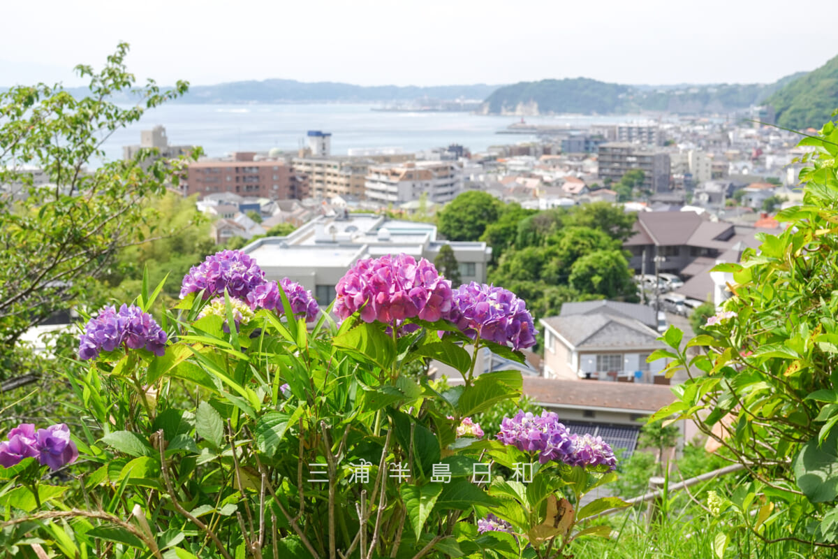 あじさい公園・展望広場のあじさい越しに葉山のまち並みを望む（撮影日：2026.06.01）