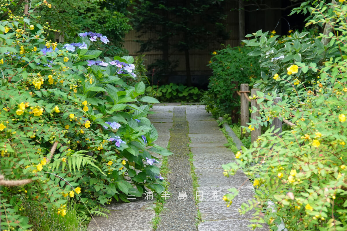 瑞泉寺・本堂前庭園の園路沿いに咲くキンシバイ（金糸梅）とガクアジサイ（撮影日：2026.06.24）