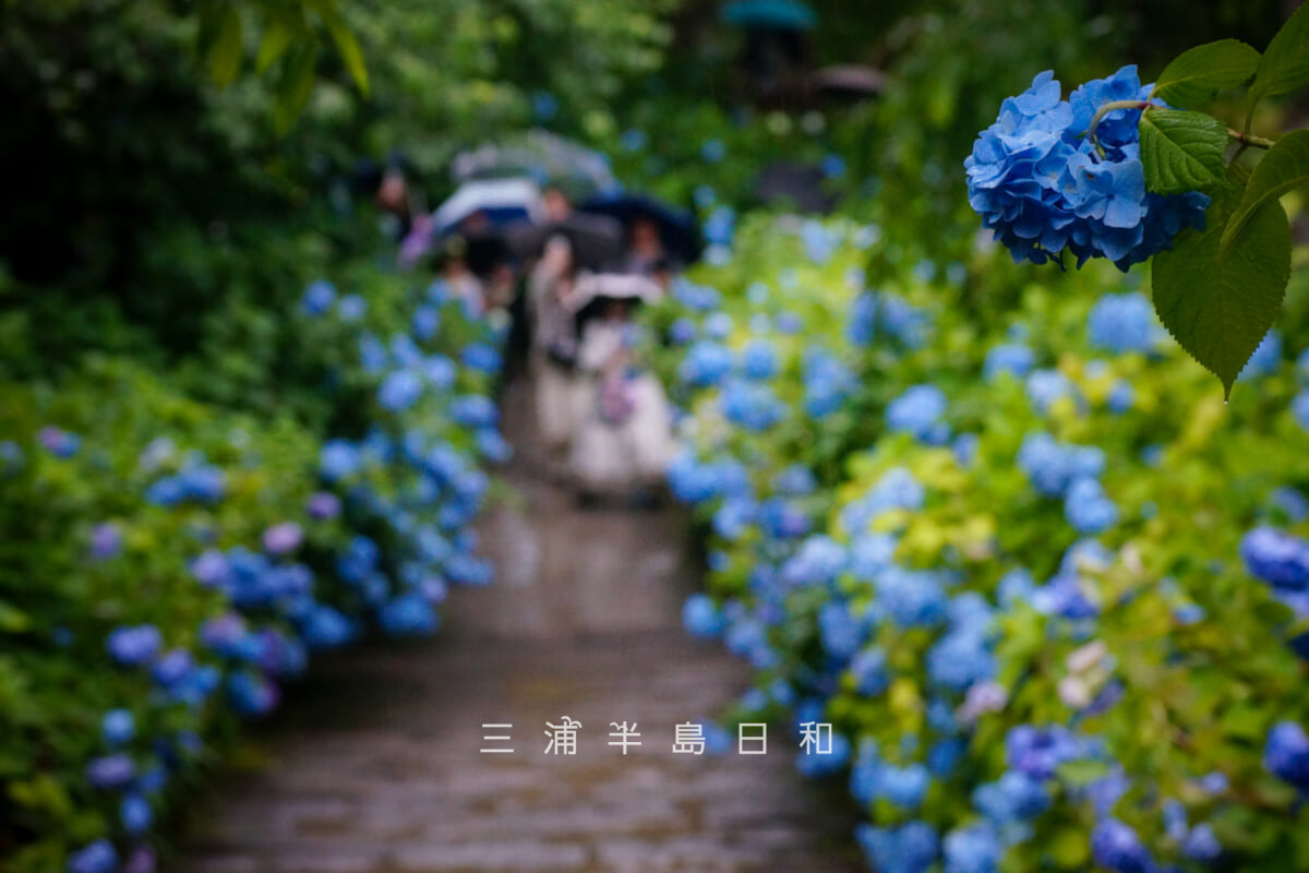 明月院・山門前のあじさい(撮影日:2026.06.12)