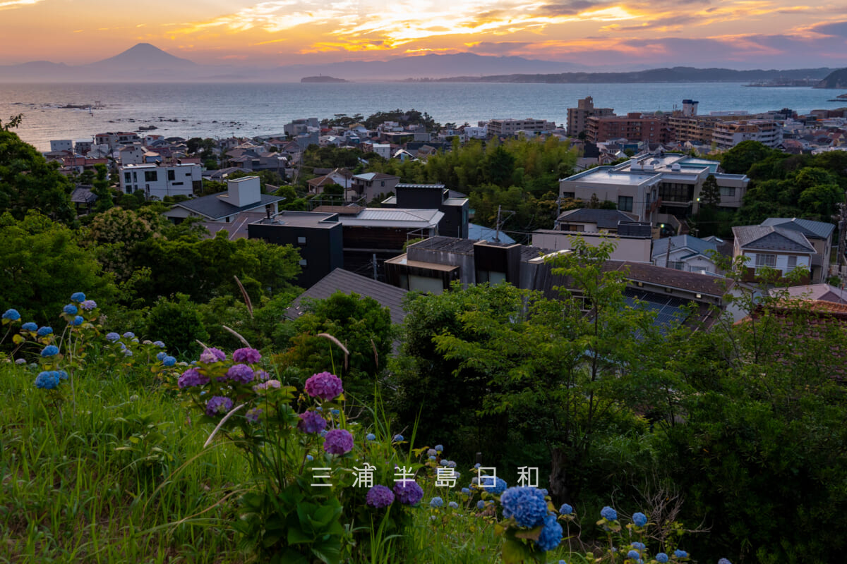 あじさい公園・夕暮れの展望広場下斜面のあじさい越しに名島（菜島）、江の島方面を望む（撮影日：2026.06.01）