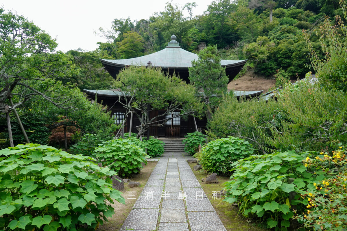 瑞泉寺・初夏の本堂と庭園（撮影日：2026.06.24）