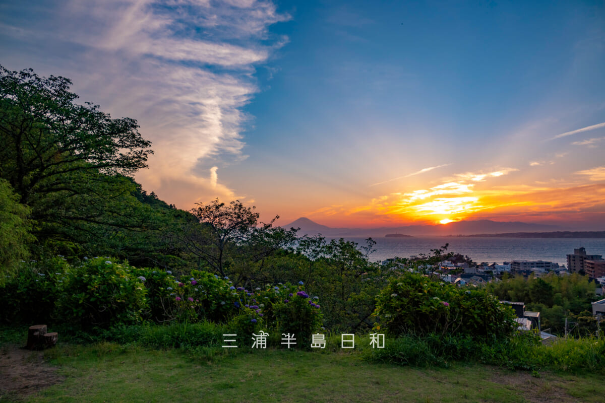 あじさい公園・日没直前の展望広場より富士山、江の島方面を望む[ワイド]（撮影日：2026.06.01）