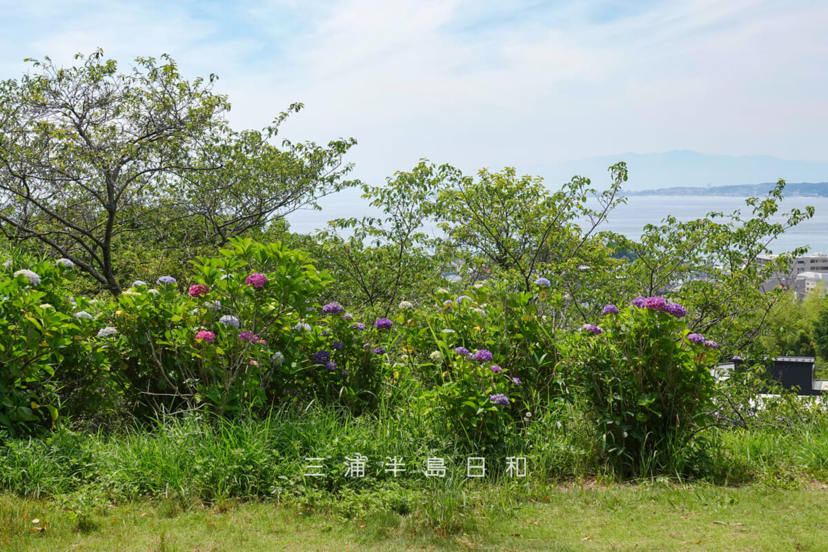あじさい公園・展望広場前方のあじさい（撮影日：2026.06.01）