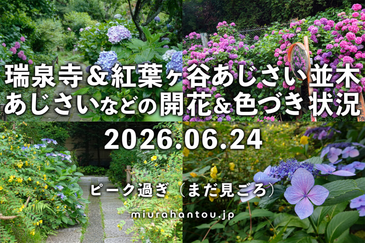 瑞泉寺のあじさい・開花＆色づき状況（撮影日：2026.06.24）