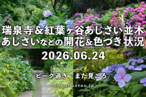瑞泉寺のあじさい・開花＆色づき状況（撮影日：2026.06.24）