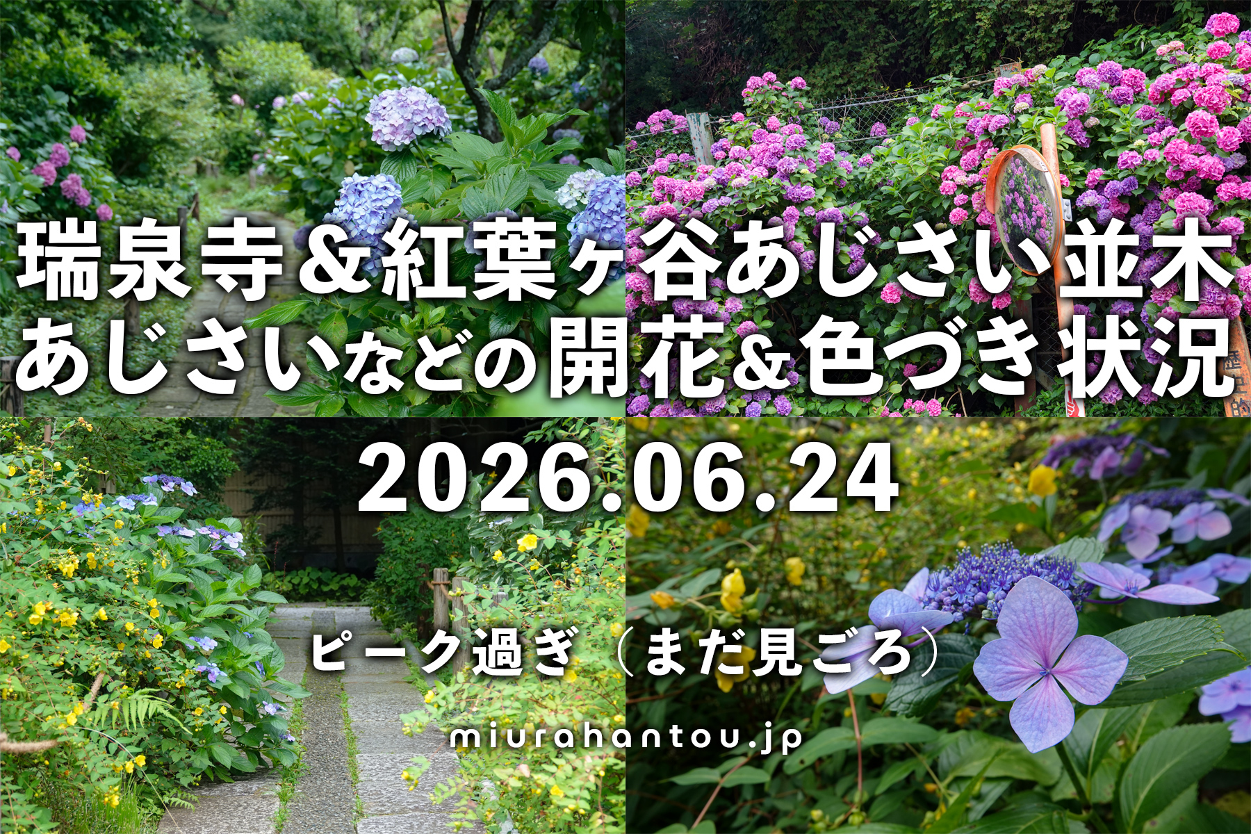 瑞泉寺のあじさい・開花＆色づき状況（撮影日：2026.06.24）