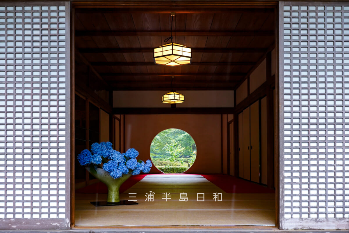 明月院・悟りの窓（あじさいVer.）[ワイド]（撮影日：2026.06.12）