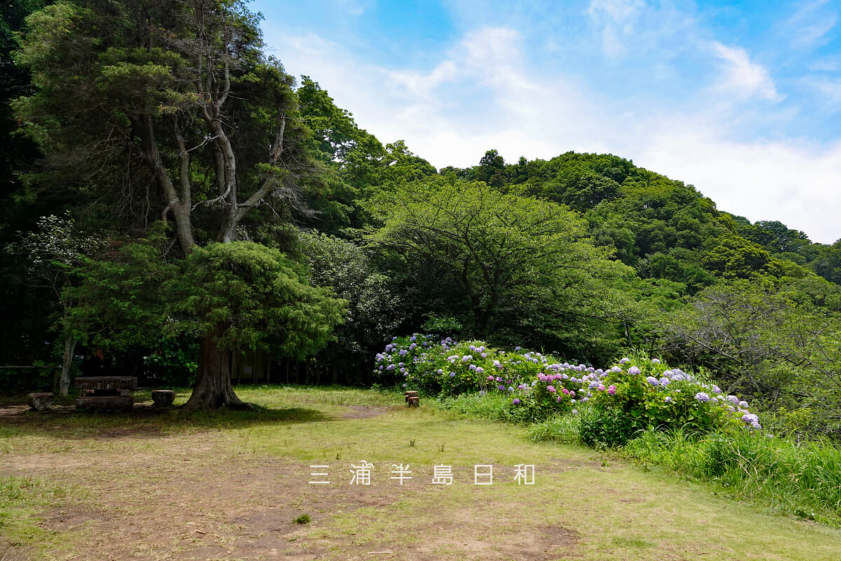 あじさい公園・展望広場前方（撮影日：2026.06.19）