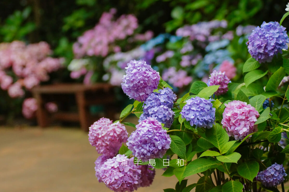 長谷寺-緑陰の庭・紫色系のあじさい（撮影日：2026.06.04）