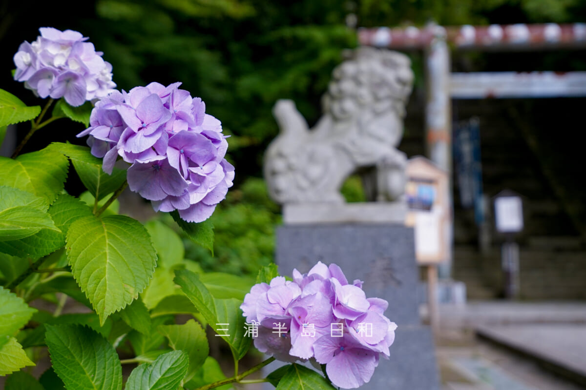 建長寺-半僧坊・参道の薄紫色のあじさい(撮影日:2026.06.12)