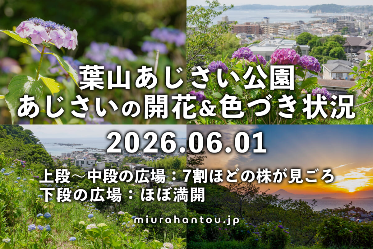 あじさい公園のあじさい・開花＆色づき状況（撮影日：2026.06.01）
