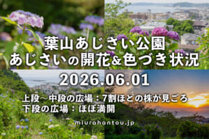 あじさい公園のあじさい・開花＆色づき状況（撮影日：2026.06.01）