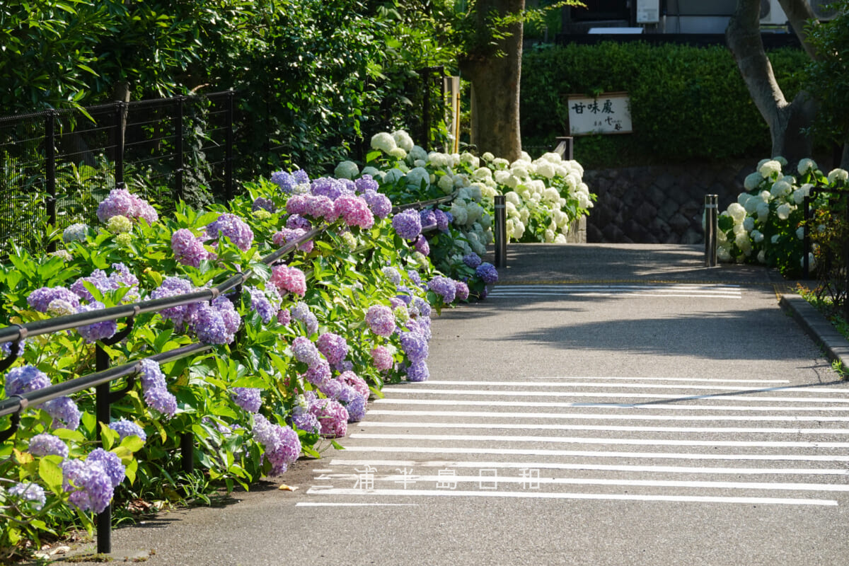 鎌倉歴史文化交流館・エントランス前アプローチのあじさい(撮影日:2025.06.19)