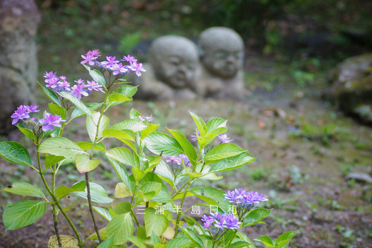 建長寺-半僧坊・参道の八重咲のあじさい（撮影日：2026.06.12）