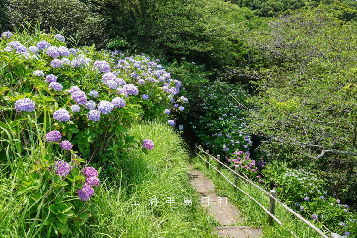 あじさい公園・展望広場前方の園路のあじさい（撮影日：2026.06.19）
