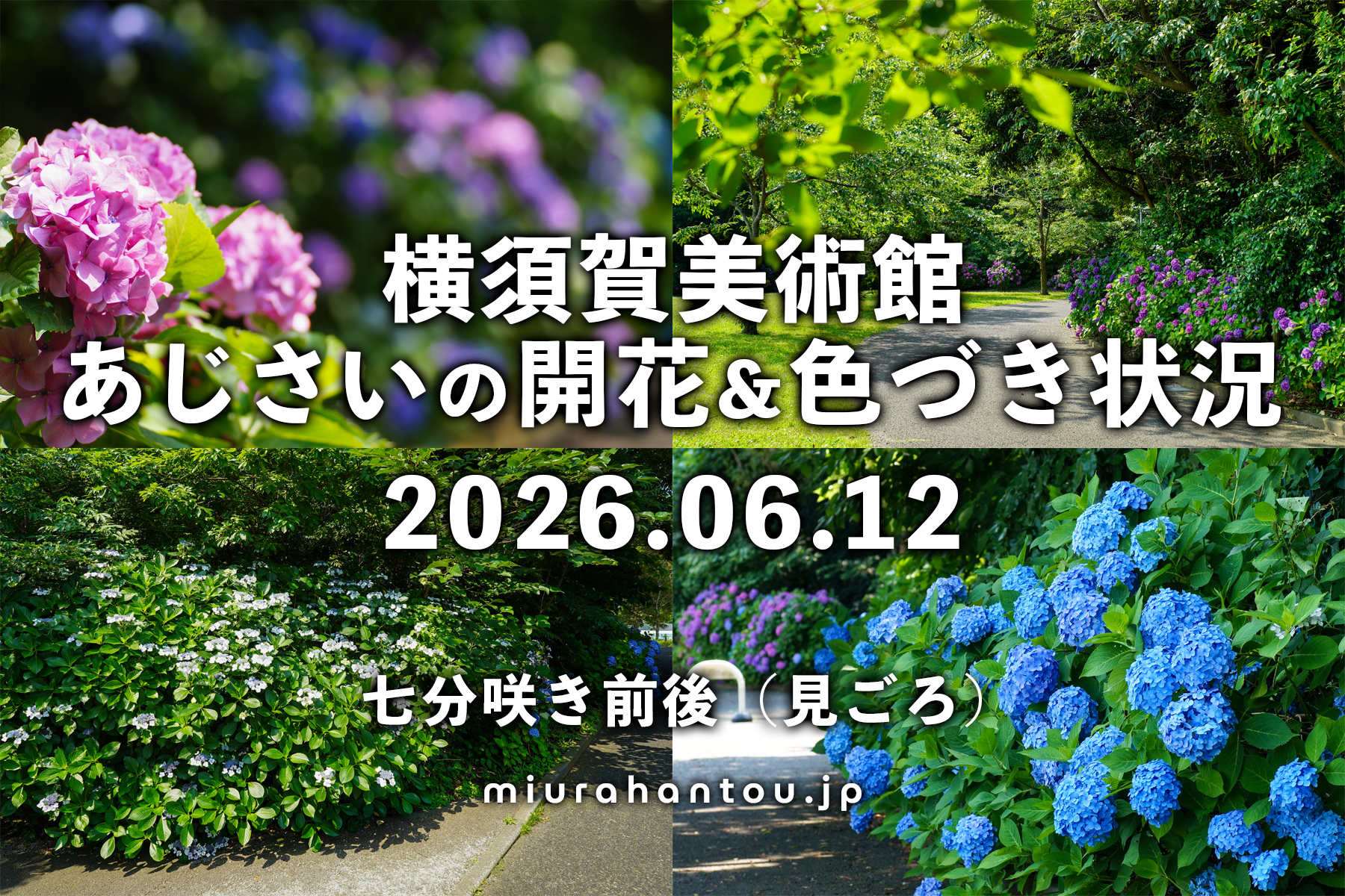 横須賀美術館のあじさい・開花＆色づき状況（撮影日：2026.06.12）