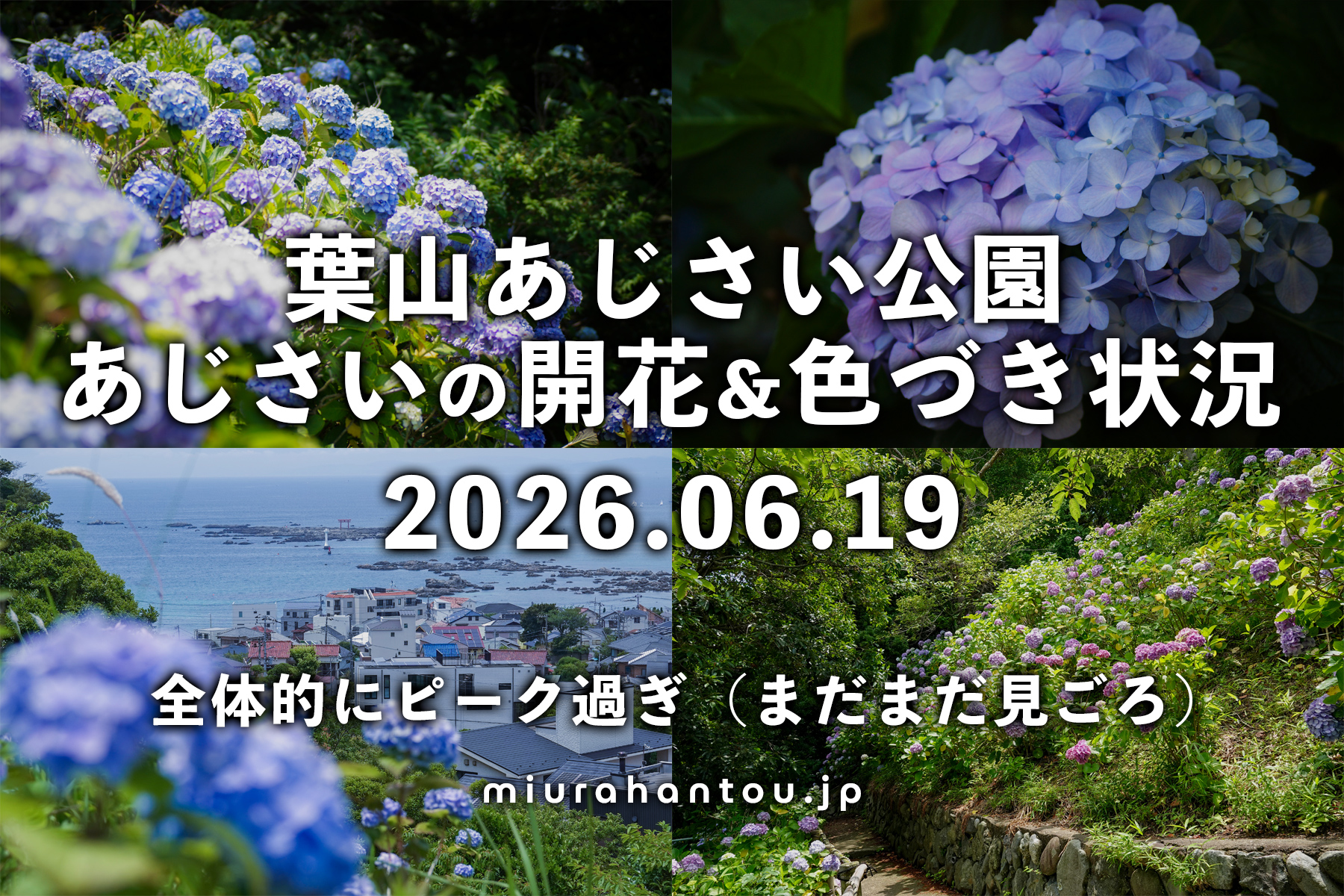あじさい公園のあじさい・開花＆色づき状況（撮影日：2026.06.19）