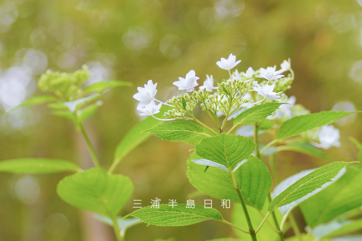 カスヤの森現代美術館・竹林の中の白色のヤマアジサイ(撮影日:2026.06.04)