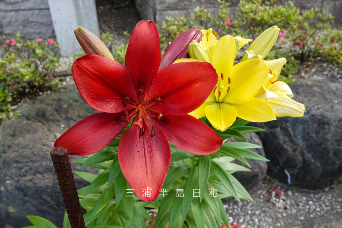 妙音寺・赤と黄色の大型のユリ(撮影日:2026.06.06)