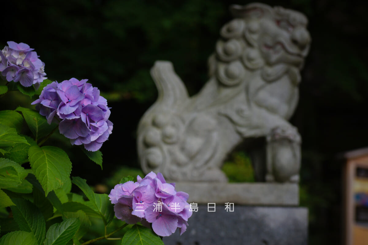 建長寺-半僧坊・参道の狛犬前のあじさい（撮影日：2026.06.12）