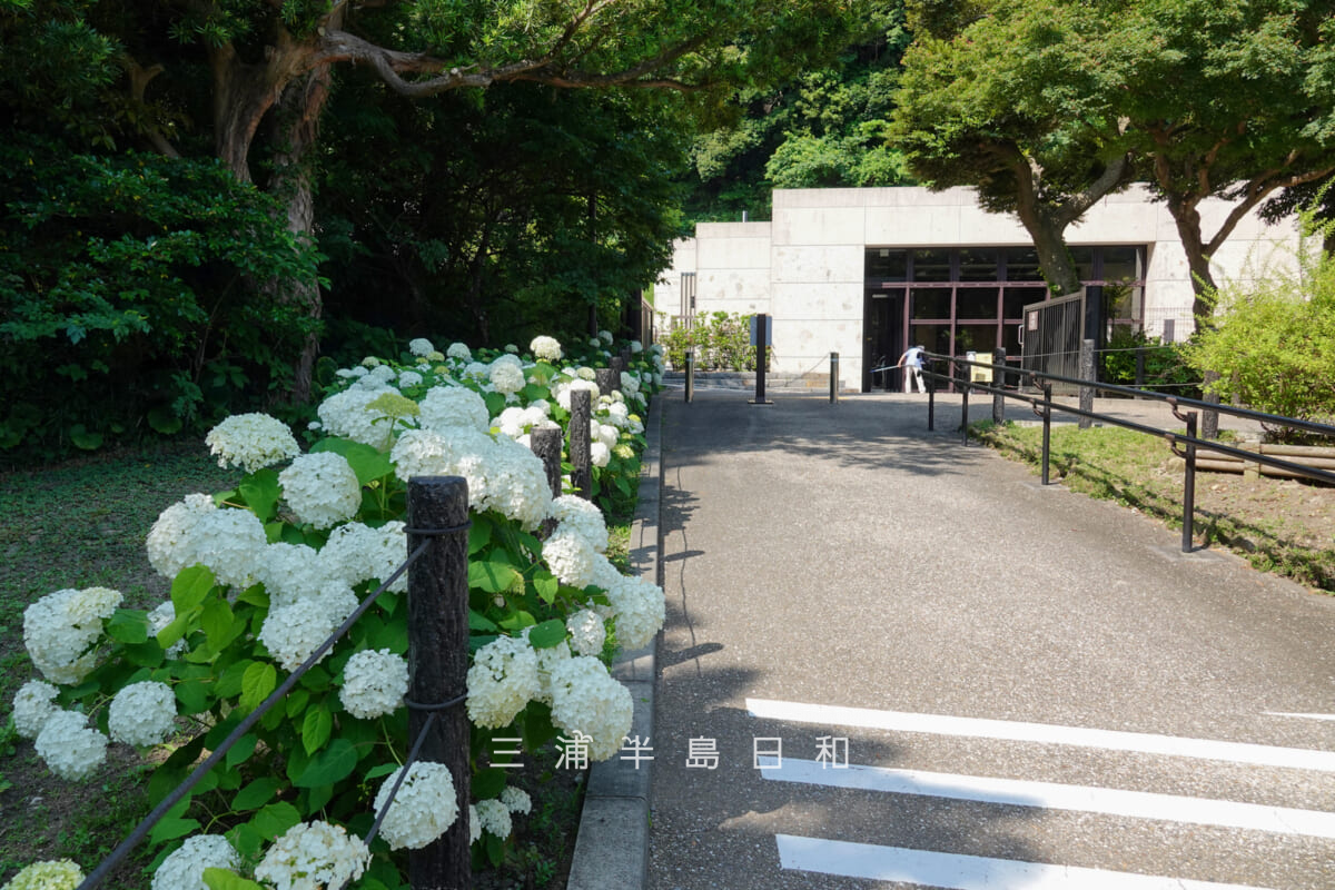 鎌倉歴史文化交流館・アプローチのアナベル越しにエントランス方面を望む(撮影日:2025.06.19)