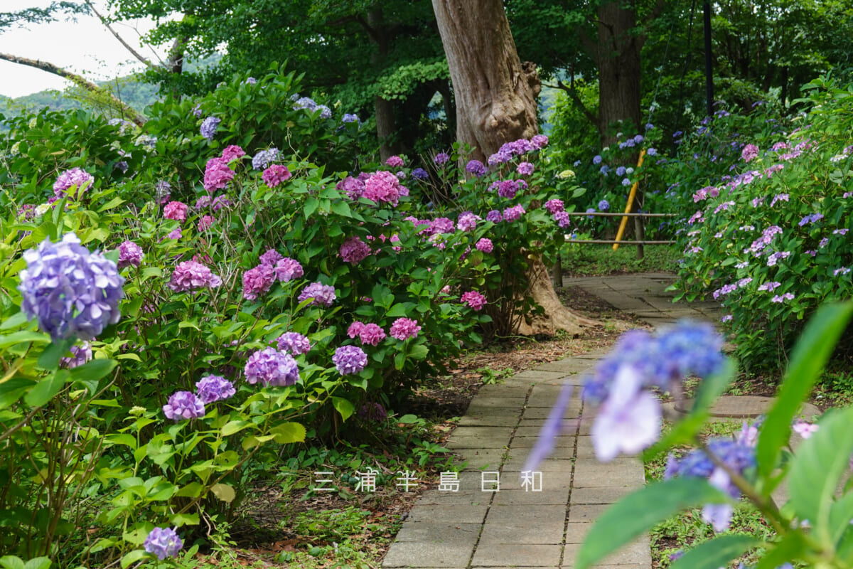 あじさい公園・展望広場園路のあじさい（撮影日：2026.06.19）