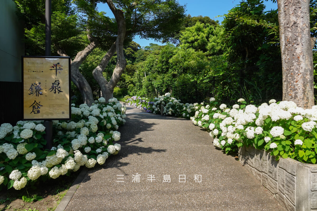 鎌倉歴史文化交流館・エントランス前アプローチ佐助側入口付近のアナベル(撮影日:2025.06.19)