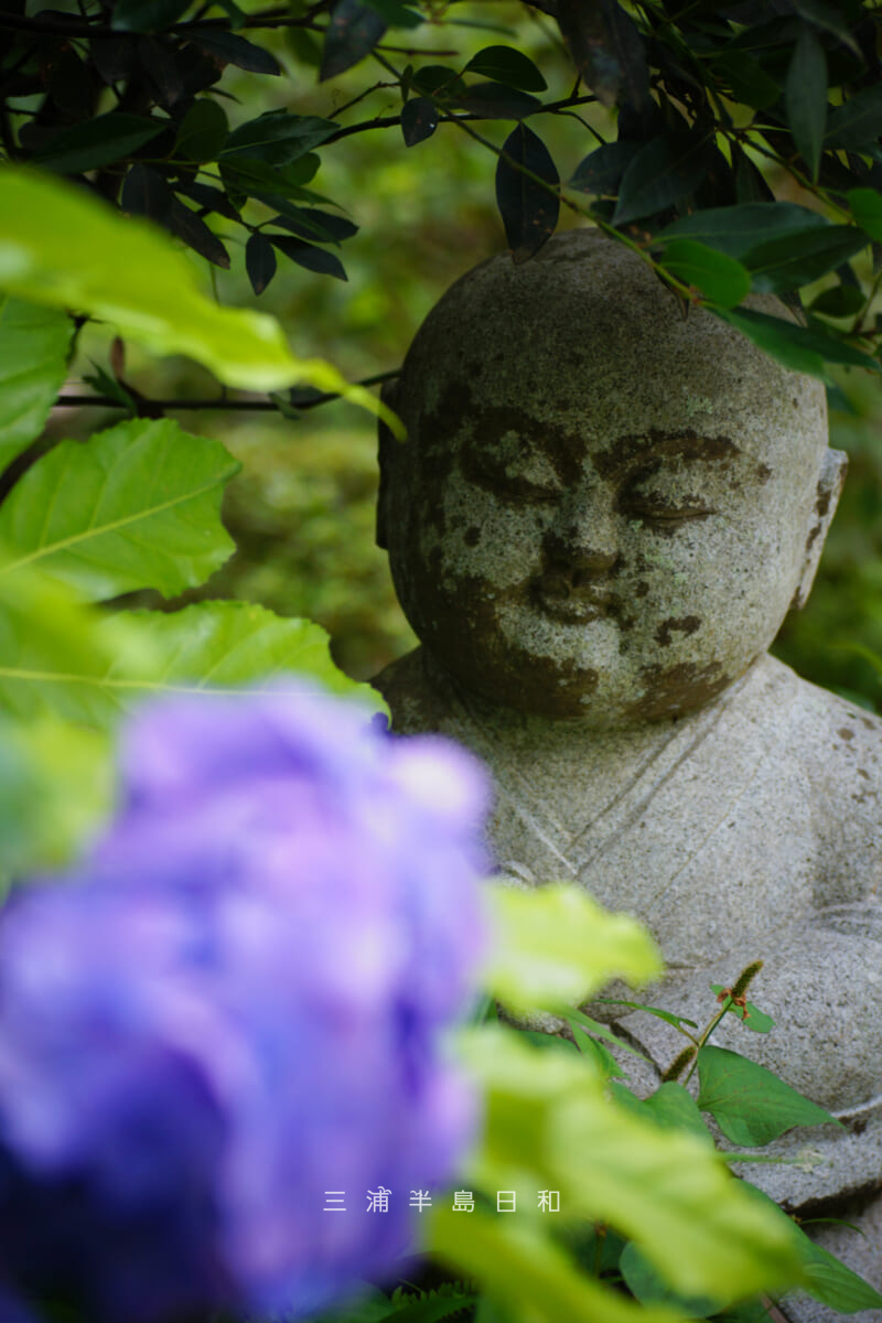 岩殿寺(岩殿観音)・納経所前のお地蔵様とあじさい(撮影日:2026.06.19)