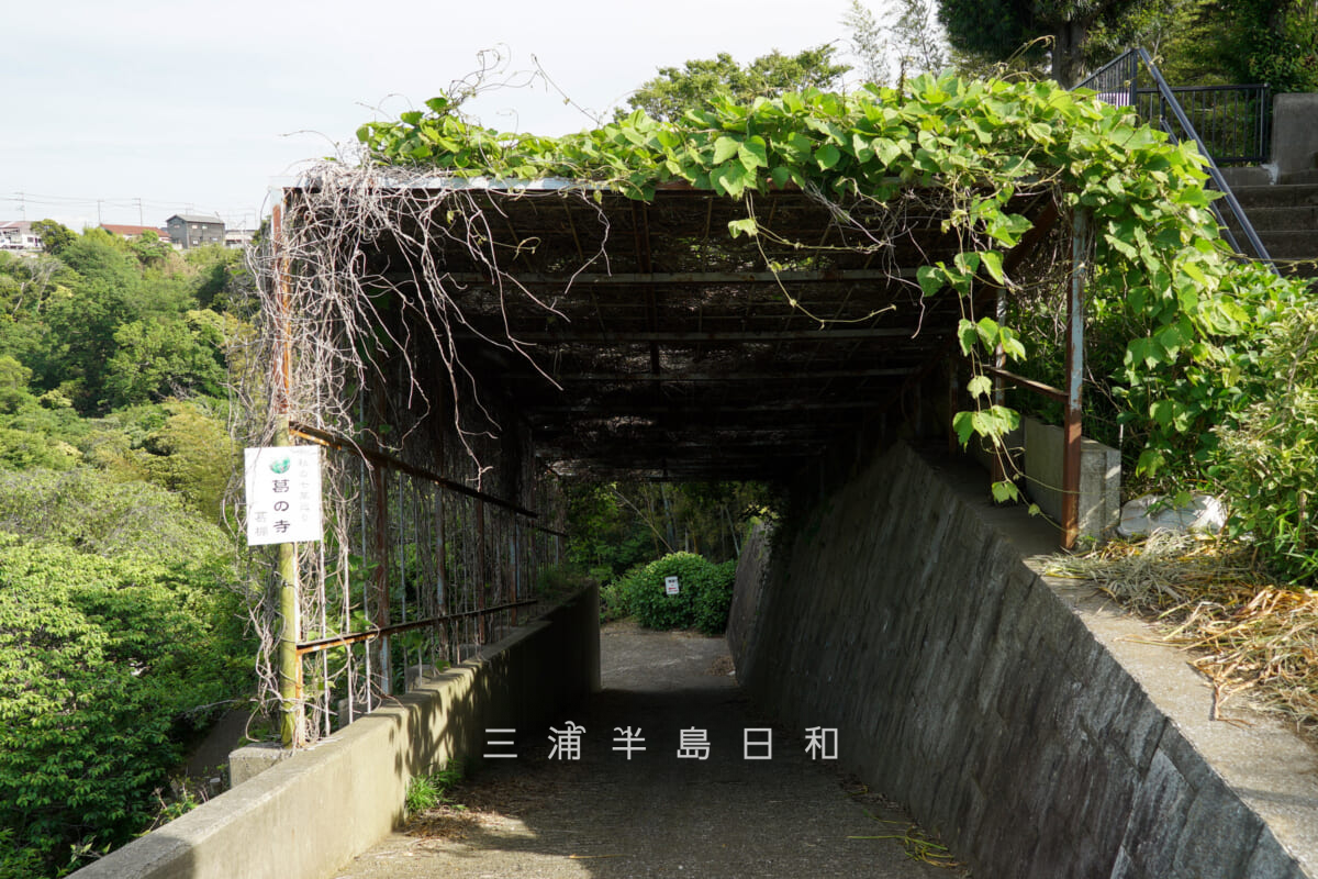 妙音寺・葛棚(撮影日:2026.05.09)