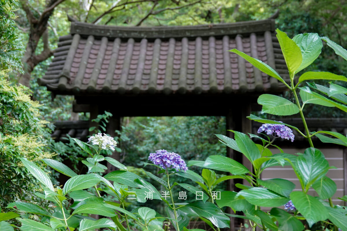 瑞泉寺・本堂前庭園のウズマキアジサイと山門（撮影日：2026.06.24）