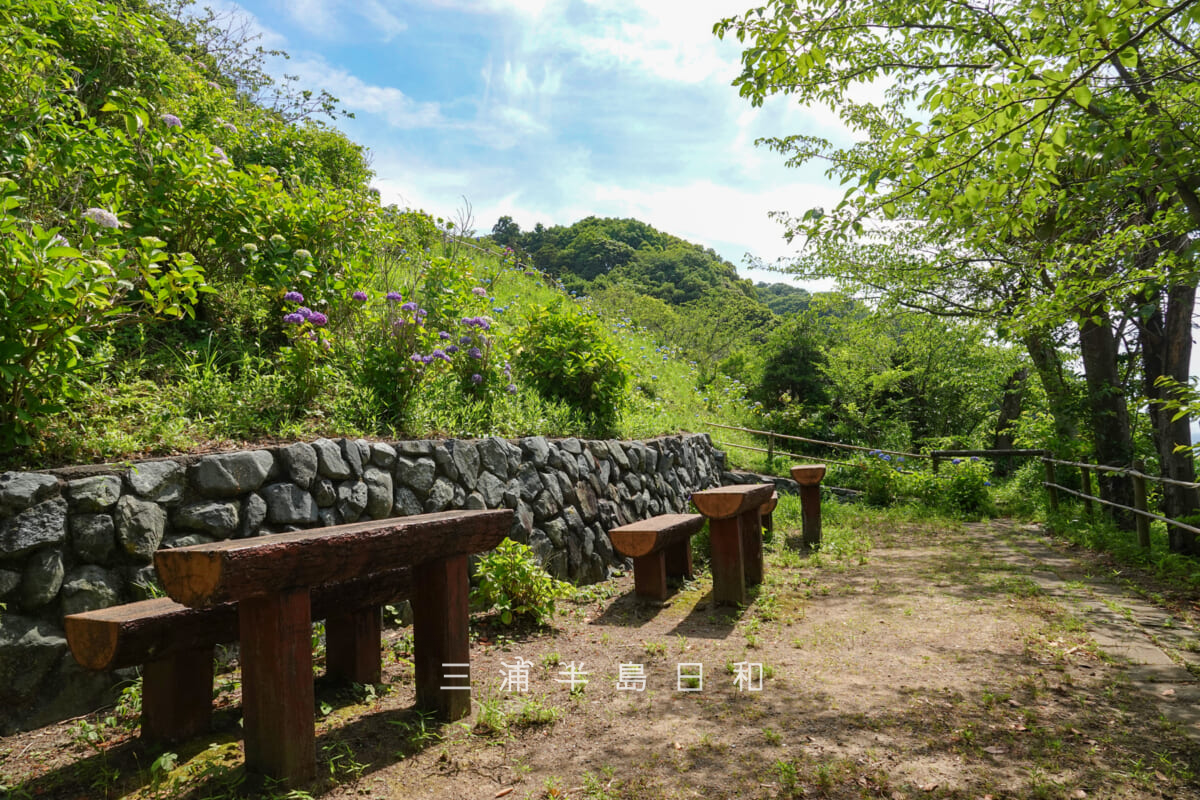 あじさい公園・中段の広場（撮影日：2026.06.01）