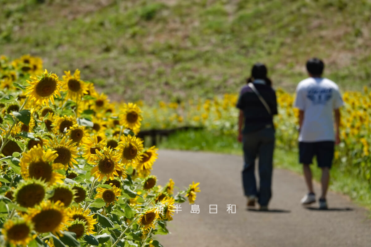 くりはま花の国-ヒマワリ畑・園路沿いのひまわり（撮影日：2025.08.03）